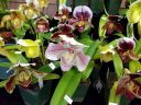 Paphiopedilum hybrid flowers, Lady Slipper orchids, over a dozen Lady Slipper flowers, Pacific Orchid Expo 2018, Golden Gate Park, San Francisco, California