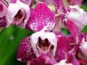 Phalaenopsis OX Prince 'Tri-Lips', orchid hybrid flowers, Phal, Moth Orchid, peloric orchid, Pacific Orchid and Garden Exposition 2017, Hall of Flowers, Golden Gate Park, San Francisco, California