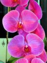 Phalaenopsis Tai Lin Redangel, Moth Orchid hybrid flowers, Phal, Pacific Orchid Expo 2015, San Francisco, Calfornia