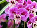 Phalaenopsis hybrid flowers, Moth Orchid, Phal, Pacific Orchid Expo 2015, San Francisco, Calfornia