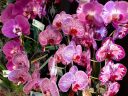 Phalaenopsis hybrids, Moth Orchid flowers, Phals, Pacific Orchid Expo 2018, Golden Gate Park, San Francisco, California