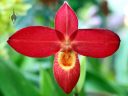 Phragmipedium Jason Fischer, Lady Slipper orchid hybrid flower, Phrag, Pacific Orchid and Garden Exposition 2017, Hall of Flowers, Golden Gate Park, San Francisco, California