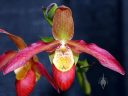 Phragmipedium Noirmont, Lady Slipper hybrid, orchid flower, Phrag, Pacific Orchid Expo 2013, San Francisco, Calfornia