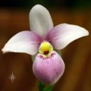 Phragmipedium schlimii, Lady Slipper orchid species flower, Phrag, Pacific Orchid and Garden Exposition 2017, Hall of Flowers, Golden Gate Park, San Francisco, California