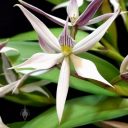 Prosthechea sima, orchid species flower, aka Anacheilium simum, aka Encyclia sima, Pacific Orchid Expo 2018, Golden Gate Park, San Francisco, California 