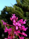 Purple Epidendrum orchid flowers, flowers with juniper and blue sky in background, grown outdoors in Pacifica, California