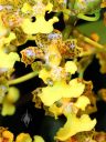 Trichocentrum bicallosum, orchid species flowers, Pacific Orchid Expo 2014, San Francisco, Calfornia