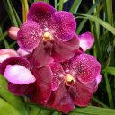 Vanda Robert's Delight 'Garnet Beauty' FCC/AOS, orchid hybrid flowers, Pacific Orchid Expo 2018, Golden Gate Park, San Francisco, California