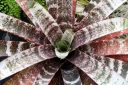 Vriesea bromeliad with variegated leaves, Pacific Orchid and Garden Exposition 2017, Hall of Flowers, Golden Gate Park, San Francisco, California