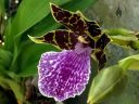 Zygopetalum BG White 'Stonehurst', orchid hybrid flower, Zygo, grown outdoors in Pacifica, California