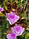 Zygopetalum BG White 'Stonehurst', orchid hybrid flowers, Zygo, grown outdoors in Pacifica, California