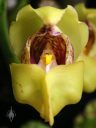 Anguloa cliftonii, orchid species flower close up, Tulip Orchid, Cradle Orchid, Pacific Orchid Expo 2018, SF County Fair Building, Golden Gate Park, San Francisco, California