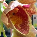 Clowesetum x Catasetum hybrid, orchid hybrid flower with fringed lip, Pacific Orchid Expo 2018, SF County Fair Building, Golden Gate Park, San Francisco, California