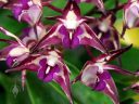 Dendrobium Warragul x Zip, orchid hybrid flowers, Australian Dendrobiums, Pacific Orchid Expo 2018, SF County Fair Building, Golden Gate Park, San Francisco, California