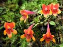 Dendrobium cuthbertsonii, orchid species flowers with moss, miniature orchids, Pacific Orchid Expo 2018, SF County Fair Building, Golden Gate Park, San Francisco, California