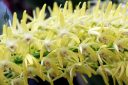 Dendrobium speciosum, orchid species flowers, Pacific Orchid Expo 2018, SF County Fair Building, Golden Gate Park, San Francisco, California