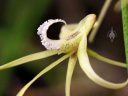 Dendrobium teretifolium, orchid species flower close-up, Pacific Orchid Expo 2018, SF County Fair Building, Golden Gate Park, San Francisco, California