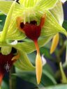 Dendrobium tobaense var. giganteum, orchid species flower with bizarre flower lip, close up of flower lip, Pacific Orchid Expo 2018, SF County Fair Building, Golden Gate Park, San Francisco, California