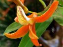 Dendrobium unicum, orchid species flower, orange flower, Pacific Orchid Expo 2018, SF County Fair Building, Golden Gate Park, San Francisco, California