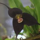 Dracula Maltese Falcon 'Bogey', black orchid flower, pleurothallid, hybrid, Pacific Orchid Expo 2018, SF County Fair Building, Golden Gate Park, San Francisco, California