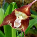 Dracula nosferatu, orchid species flower close up, Pleurothallid, Pacific Orchid Expo 2018, SF County Fair Building, Golden Gate Park, San Francisco, California