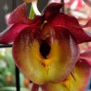 Fredclarkeara x Catasetum hybrid orchid flower, Pacific Orchid Expo 2018, SF County Fair Building, Golden Gate Park, San Francisco, California