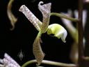 Gongora truncata, orchid species flower, weird flower, Pacific Orchid Expo 2018, SF County Fair Building, Golden Gate Park, San Francisco, California