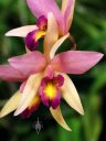 Laelia Santa Barbara Sunset 'Showtime', orchid hybrid flowers, Pacific Orchid Expo 2018, SF County Fair Building, Golden Gate Park, San Francisco, California