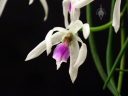 Leptotes bicolor, orchid species flower, Pacific Orchid Expo 2018, SF County Fair Building, Golden Gate Park, San Francisco, California