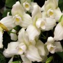 Lycaste skinneri var. alba, orchid species flowers, white flowers, Monja Blanca, Pacific Orchid Expo 2018, SF County Fair Building, Golden Gate Park, San Francisco, California