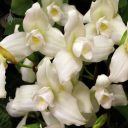 Lycaste skinneri var. alba, orchid species flowers, white flowers, Monja Blanca, Pacific Orchid Expo 2018, SF County Fair Building, Golden Gate Park, San Francisco, California