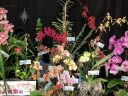 Pacific Orchid Expo 2018 display with over a dozen orchids in bloom, Moth Orchids, Lady Slippers, Cymbidiums, Renanthera, SF County Fair Building, Golden Gate Park, San Francisco, California