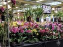 Pacific Orchid Expo 2018 vendor area, Moth Orchids, Vandas, Cymbidiums, SF County Fair Building, Golden Gate Park, San Francisco, California