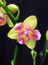 Phalaenopsis I-Hsin Venus 'Kaleidoscope', Phal, Moth Orchid hybrid, peloric orchid, Pacific Orchid Expo 2018, Hall of Flowers, Golden Gate Park, San Francisco, California