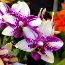 Phalaenopsis Jia Ho Summer Love, Phal, Moth Orchid hybrid flowers, Pacific Orchid Expo 2018, Hall of Flowers, Golden Gate Park, San Francisco, California