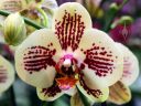 Moth Orchid hybrid flower, Phalaenopsis, Phal, Pacific Orchid Expo 2018, Hall of Flowers, Golden Gate Park, San Francisco, California