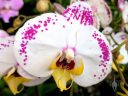 Moth Orchid hybrid flower, Phalaenopsis, Phal, Pacific Orchid Expo 2018, Hall of Flowers, Golden Gate Park, San Francisco, California
