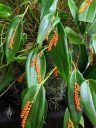 Pleurothallis truncata, orchid species flowers, tiny orange flowers and leaves, Pacific Orchid Expo 2018, SF County Fair Building, Golden Gate Park, San Francisco, California