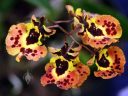 Rodrumnia Helmut Rohrl 'Sunstroke', orchid hybrid flowers, equitant Oncidium, Pacific Orchid Expo 2018, SF County Fair Building, Golden Gate Park, San Francisco, California