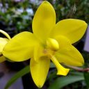 Spathoglottis kimballiana, orchid species flower, yellow flower, Pacific Orchid Expo 2018, SF County Fair Building, Golden Gate Park, San Francisco, California