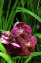 Vanda orchid flowers with Cymbidium leaves in background, Pacific Orchid Expo 2018, SF County Fair Building, Golden Gate Park, San Francisco, California