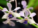 Vanda coerulescens 'Sky Baby', orchid species flowers, blue orchid, Pacific Orchid Expo 2018, SF County Fair Building, Golden Gate Park, San Francisco, California