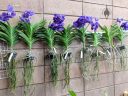 Vanda orchid plants in plastic baskets hanging on a wall, orchid roots and flowers, Pacific Orchid Expo 2018, SF County Fair Building, Golden Gate Park, San Francisco, California