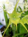 Aeranthes Jean Bosser, orchid hybrid flower, Angraecoid, green flower, Orchids in the Park 2017, Golden Gate Park, San Francisco, California