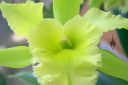Brassolaeliocattleya Ports of Paradise 'Emerald Isle', orchid hybrid flower, yellow-green flower, flower close-up, Akatsuka Orchid Gardens, Volcano, Big Island, Hawaii