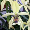 Coelogyne pandurata, orchid species flower, Conservatory of Flowers, Golden Gate Park, San Francisco, California
