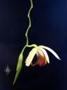Coelogyne usitana, orchid species flower hanging at the bottom of a zig-zag flower spike, Pacific Orchid Expo 2015, San Francisco, California