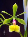 Epidendrum pseudepidendrum, orchid species flower, green yellow and bright pink flower, grown in San Francisco, California