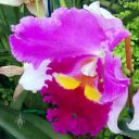 Cattleya orchid hybrid flower, Pacific Orchid Expo 2016, San Francisco, California