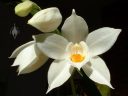 Coelogyne mooreana, orchid species flowers and buds, grown indoors in San Francisco, California
